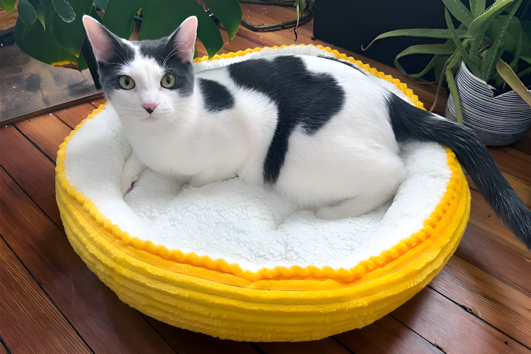Creating the Perfect Cozy Space with Pet Beds